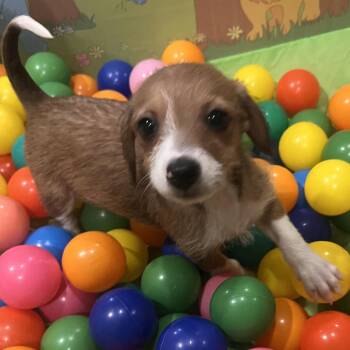Chihuahua Dogs Available for Adoption - Tri State Litter: Haverly | PetCurious