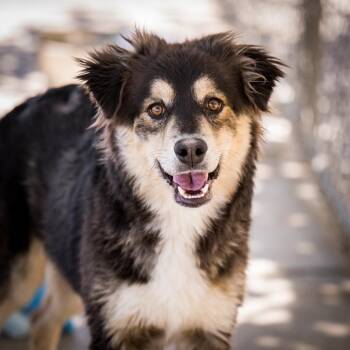 Shepherd and Border Collie Dogs Available for Adoption in Twentynine Palms, California - Petey | PetCurious