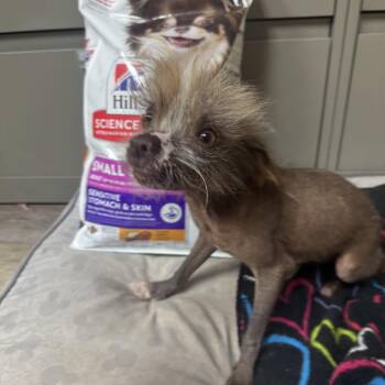 Jennifer -  Chinese Crested Dog Dog for Adoption in Cushing, Oklahoma - Jennifer | PetCurious