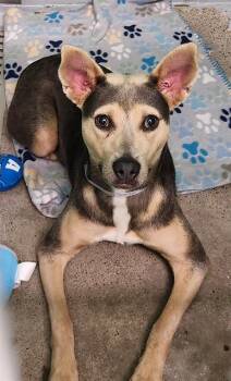 Rescue Staffordshire Bull Terrier and Mixed Breed Dogs for Adoption in Houston, Texas - ISA | PetCurious