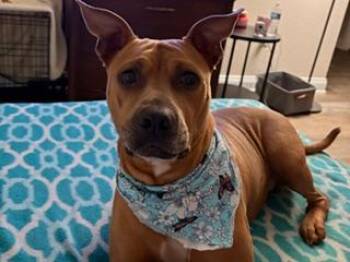 Pit Bull Terrier and Mixed Breed Dogs Available for Adoption in Orlando, Florida - BAILEY PEARL | PetCurious
