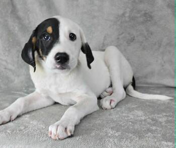 Riva - FOSTER NEEDED -  Great Pyrenees and Hound Dog for Adoption in New York, New York - Riva - FOSTER NEEDED | PetCurious