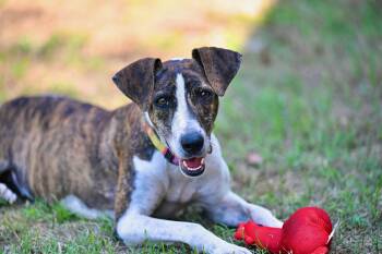 LuLu -  Whippet Dog for Adoption in Falmouth, Maine - LuLu | PetCurious