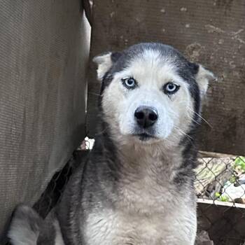 Husky Dogs Available for Adoption in Zuni, Virginia - Scarlet | PetCurious