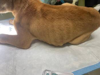 Graham Cracker -  Mixed Breed Dog for Adoption in Cincinnati, Ohio - Graham Cracker | PetCurious