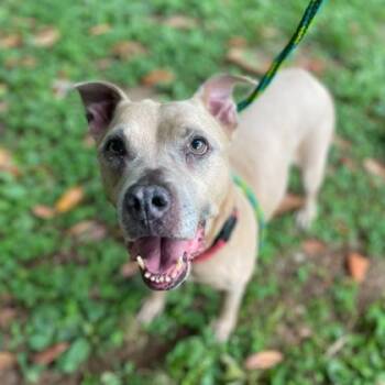 Rescue Mixed Breed Dogs for Adoption in Spartanburg, South Carolina - Lil Mama | PetCurious