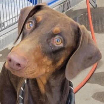 Draco -  Mixed Breed Dog for Adoption in Las Cruces, New Mexico - Draco | PetCurious