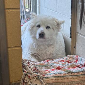 Yeti -  Husky and Mixed Breed Dog for Adoption in Bellingham, Washington - Yeti | PetCurious