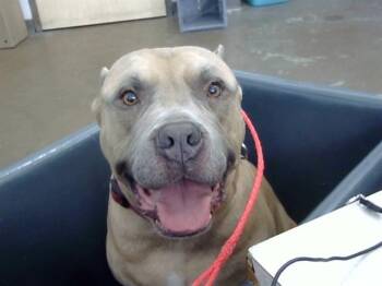 Rescue Mixed Breed Dogs for Adoption in Dallas, Texas - BLUE | PetCurious