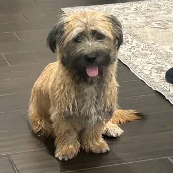 Chewbaca OS NV -  Wirehaired Terrier Dog for Adoption in Las Vegas, Nevada - Chewbaca OS NV | PetCurious