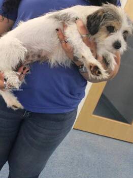 Patter -  Terrier and Mixed Breed Dog for Adoption in Kenansville, North Carolina - Patter | PetCurious