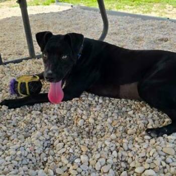 Yasmeen -  Mixed Breed Dog for Adoption in Bonifay, Florida - Yasmeen | PetCurious