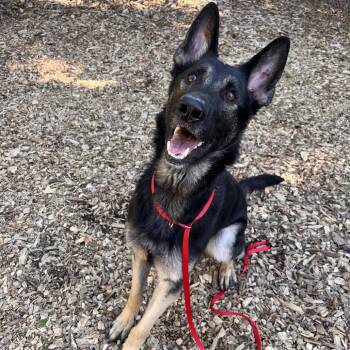 Rescue Shepherd Dogs for Adoption in Chester Springs, Pennsylvania - Xena | PetCurious