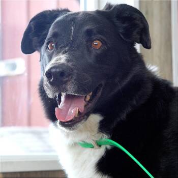 Border Collie Dogs Available for Adoption - Lucky | PetCurious
