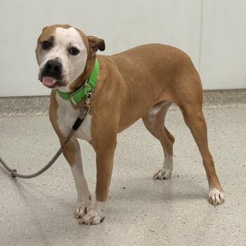 Odin -  Pit Bull Terrier and Mixed Breed Dog for Adoption in Indianapolis, Indiana - Odin | PetCurious