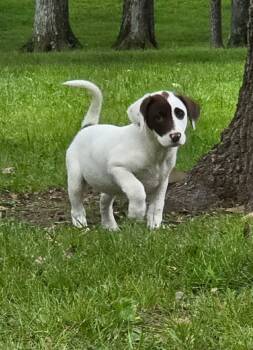 Labrador Retriever Dogs Available for Adoption in Sparta, Illinois - Rocket | PetCurious