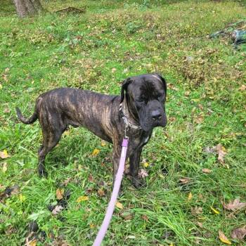 Frankfurt -  Cane Corso Dog for Adoption in Manchester, Pennsylvania - Frankfurt | PetCurious