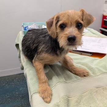 Darla -  Norfolk Terrier and Norwich Terrier Dog for Adoption in Chico, California - Darla | PetCurious
