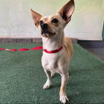 Buddy - Chino Hills Location -  Chihuahua and Mixed Breed Dog for Adoption in Chino Hills, California - Buddy - Chino Hills Location | PetCurious