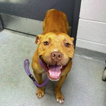 Blue -  Mixed Breed Dog for Adoption in Spruce Pine, North Carolina - Blue | PetCurious