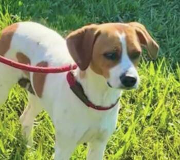 Moxie -  Beagle and Foxhound Dog for Adoption in Washington, District Of Columbia - Moxie | PetCurious