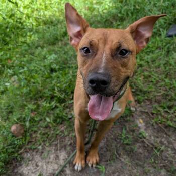 Rescue Mixed Breed Dogs for Adoption in Middleburg, Florida - Bonnie 27985 | PetCurious