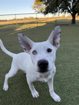 Rescue Mixed Breed Dogs for Adoption in Hutchinson, Kansas - Noah Sebastian | PetCurious