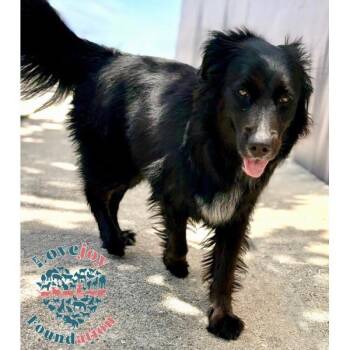 Flat Coated Retriever and Australian Shepherd Dogs Available for Adoption in Inglewood, California - Kona | PetCurious