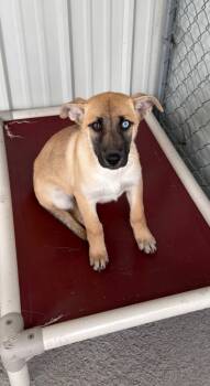 Rescue Shepherd and Cattle Dog Dogs for Adoption in Fort Lupton, Colorado - Alsephina | PetCurious