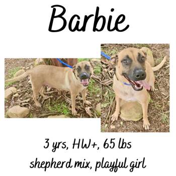 Rescue Labrador Retriever and Shepherd Dogs for Adoption in Albany, Georgia - Barbie | PetCurious