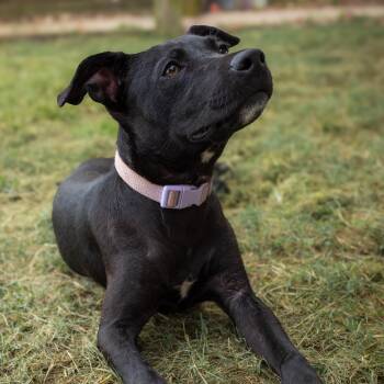 Boo is the sweetest girl. -  Black Labrador Retriever Dog for Adoption in Houston, Texas - Boo Is The Sweetest Girl. | PetCurious