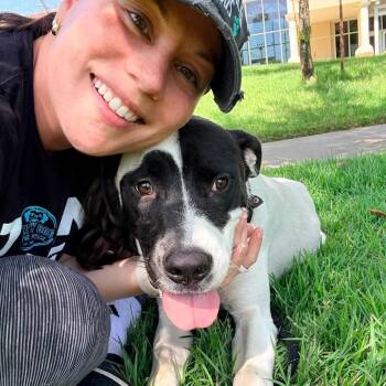 Kane -  American Staffordshire Terrier Dog for Adoption in Pittsburgh, Pennsylvania - Kane | PetCurious
