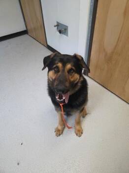 German Shepherd Dog Dogs Available for Adoption - Milo | PetCurious