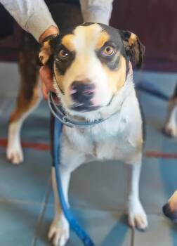 Zarbee -  Mixed Breed Dog for Adoption in Nashville, Tennessee - Zarbee | PetCurious