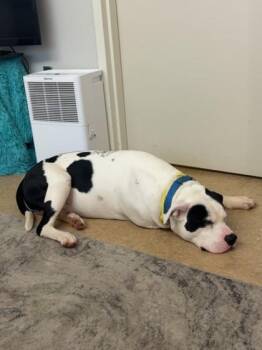 Pit Bull Terrier and Mixed Breed Dogs Available for Adoption in Kansas City, Missouri - Holstein | PetCurious