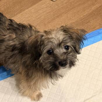SKIPPER -  Yorkshire Terrier and Bichon Frise Dog for Adoption in Cincinnati, Ohio - SKIPPER | PetCurious