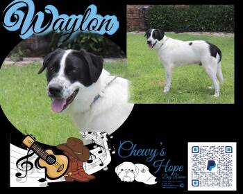 Rescue Great Pyrenees and Belgian Shepherd Malinois Dogs for Adoption in Boyd, Texas - Waylon | PetCurious