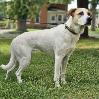 Darcy -  Mixed Breed Dog for Adoption in Alma, Wisconsin - Darcy | PetCurious
