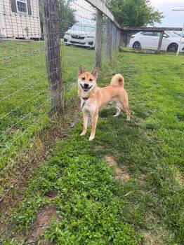 Shiba Inu Dogs Available for Adoption in Pine Grove, Pennsylvania - Yoshi | PetCurious