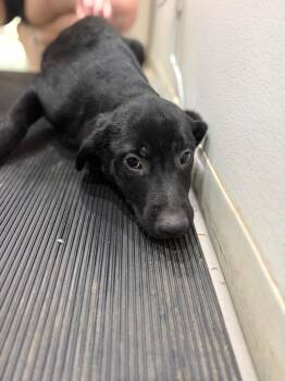 Freckles -  Mixed Breed Dog for Adoption in Danielsville, Georgia - Freckles | PetCurious