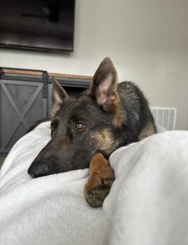 Rescue German Shepherd Dog Dogs for Adoption in Indianapolis, Indiana - Valor | PetCurious