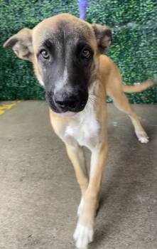61737165 -  Shepherd and Mixed Breed Dog for Adoption in El Paso, Texas - 61737165 | PetCurious