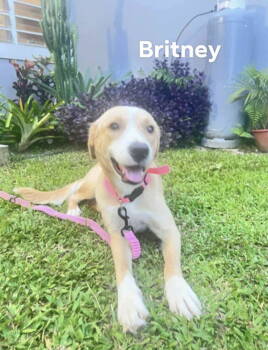 Rescue Labrador Retriever and Collie Dogs for Adoption in Virginia Beach, Virginia - Britney | PetCurious