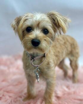 Yorkshire Terrier Dogs Available for Adoption in Palo Alto, California - Flora | PetCurious
