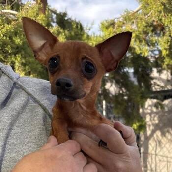 Chihuahua Dogs Available for Adoption in Kim, Colorado - Chip | PetCurious