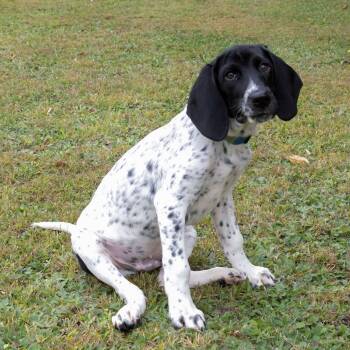 Rescue Basset Hound Dogs for Adoption in Mckean, Pennsylvania - Felix | PetCurious