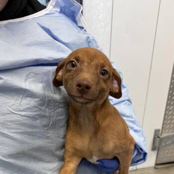 Chihuahua and Jack Russell Terrier Dogs Available for Adoption - Dash | PetCurious