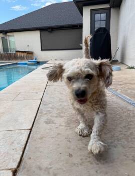 SPONSOR OR FOSTER ME - Boomer -  Terrier Dog for Adoption in Grafton, Wisconsin - SPONSOR OR FOSTER ME - Boomer | PetCurious