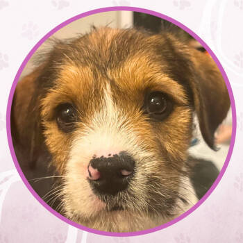 Rescue Mixed Breed Dogs for Adoption in Toms River, New Jersey - Kahlua Cheesecake | PetCurious