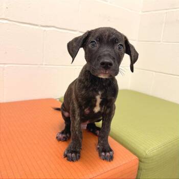 Labrador Retriever Dogs Available for Adoption in League City, Texas - Dr. Watson | PetCurious